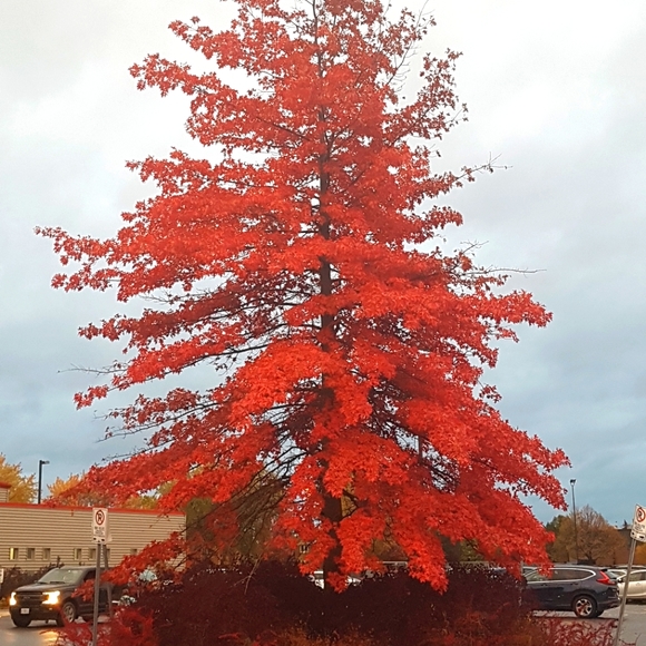 Meet your Posher, Marjorie - Picture 1 of 1